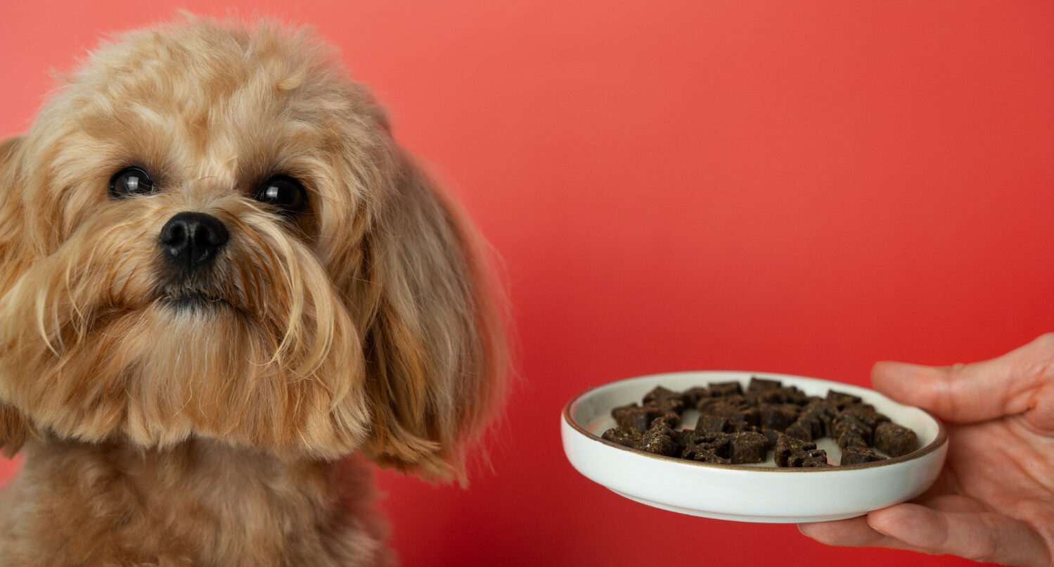 Understanding Senior Dog Weight Loss Despite a Healthy Appetite